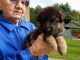 German Shepherd Puppies for sale in Lexington, MI 48450, USA. price: NA