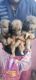 German Shepherd Puppies for sale in Dindigul, Tamil Nadu 624001, India. price: 12000 INR