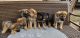 German Shepherd Puppies for sale in Brookshire, TX 77423, USA. price: $450