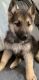 German Shepherd Puppies for sale in Milaca, MN 56353, USA. price: $650