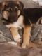 German Shepherd Puppies for sale in Reno, NV, USA. price: $300