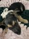 German Shepherd Puppies for sale in Glendale, OR 97442, USA. price: NA