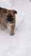 German Shepherd Puppies for sale in Westwood Rd NE, Michigan, USA. price: $200