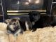 German Shepherd Puppies for sale in 1409 S 87th St, Tacoma, WA 98444, USA. price: NA
