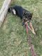 German Shepherd Puppies for sale in Mission Viejo, CA, USA. price: $50