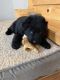 German Shepherd Puppies for sale in Mansfield, OH, USA. price: NA