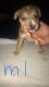 German Shepherd Puppies for sale in Independence, MO, USA. price: $100
