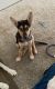 German Shepherd Puppies for sale in Odenton, MD, USA. price: NA
