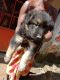 German Shepherd Puppies for sale in Baripada, Odisha, India. price: 12000 INR