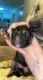 German Shepherd Puppies for sale in Columbia, TN 38401, USA. price: NA