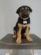 German Shepherd Puppies for sale in Tucson, AZ, USA. price: $180