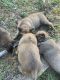 German Shepherd Puppies for sale in Colonial Heights St, Searcy, AR 72143, USA. price: NA