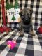 German Shepherd Puppies for sale in Madera, CA, USA. price: $1,300