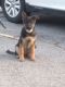 German Shepherd Puppies for sale in St Charles, MO, USA. price: $1,000