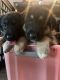 German Shepherd Puppies for sale in Isanti, MN 55040, USA. price: $800