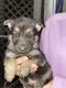 German Shepherd Puppies for sale in Denison, TX, USA. price: NA