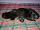German Shepherd Puppies for sale in Gumaniwala, Rishikesh, Uttarakhand 249204, India. price: 12000 INR