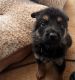 German Shepherd Puppies for sale in Bonners Ferry, ID 83805, USA. price: NA