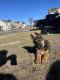 German Shepherd Puppies for sale in Junction City, KS 66442, USA. price: $1,800