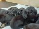 German Shepherd Puppies for sale in Smith River, CA 95567, USA. price: NA