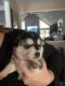 German Shepherd Puppies for sale in Falcon, MO 65470, USA. price: $500