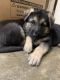 German Shepherd Puppies for sale in Lewisville, NC, USA. price: $600