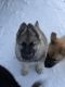 German Shepherd Puppies for sale in Medford, WI 54451, USA. price: $650