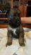 German Shepherd Puppies for sale in South Bend, IN 46616, USA. price: $700