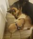 German Shepherd Puppies for sale in Beach Park, IL, USA. price: $2,800