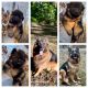 German Shepherd Puppies for sale in Freetown, IN 47235, USA. price: $1,600