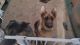 German Shepherd Puppies for sale in Troy, OH 45373, USA. price: $400