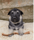 German Shepherd Puppies for sale in Franklin Park, NJ 08823, USA. price: $1,500