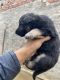German Shepherd Puppies for sale in Salabatpura, Punjab 151108, India. price: 15000 INR
