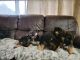 German Shepherd Puppies for sale in Edgewood, WA, USA. price: NA