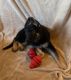 German Shepherd Puppies for sale in Beaumont, TX, USA. price: NA