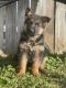 German Shepherd Puppies for sale in Inman, SC 29349, USA. price: $1,800