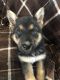 German Shepherd Puppies for sale in Martinsville, IN 46151, USA. price: $900