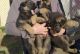 German Shepherd Puppies for sale in Fresno, CA, USA. price: NA