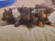 German Shepherd Puppies for sale in Blue River, WI, USA. price: NA