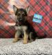 German Shepherd Puppies for sale in Lancaster, MO 63548, USA. price: NA