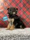 German Shepherd Puppies for sale in Lancaster, MO 63548, USA. price: $1,100