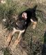 German Shepherd Puppies for sale in 77327 249 RD, Cleveland, TX 77327, USA. price: NA