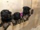German Shepherd Puppies for sale in Spokane, WA, USA. price: $375