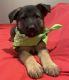 German Shepherd Puppies for sale in Moreno Valley, CA, USA. price: $500
