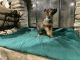 German Shepherd Puppies for sale in Owenton, KY 40359, USA. price: $1,500