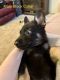 German Shepherd Puppies for sale in Littleton, NC 27850, USA. price: NA