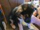 German Shepherd Puppies for sale in Pocahontas, AR 72455, USA. price: $60,000