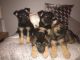 German Shepherd Puppies for sale in 203 US-1, Norlina, NC 27563, USA. price: $500