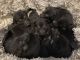 German Shepherd Puppies for sale in Muncie, IN, USA. price: $1,000