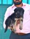 German Shepherd Puppies for sale in Pimpri-Chinchwad, Maharashtra, India. price: 22000 INR